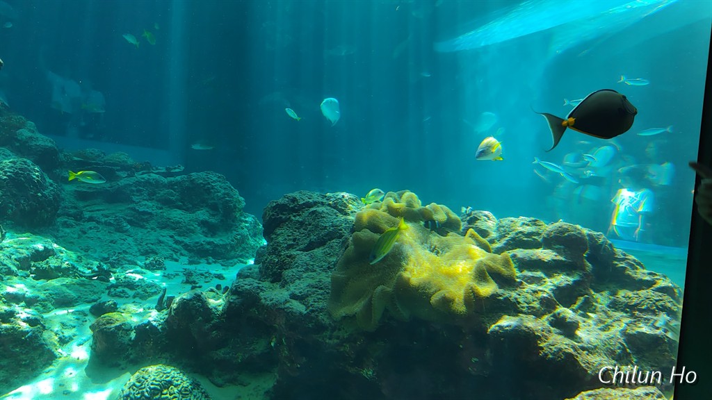 沖縄美ら海水族館